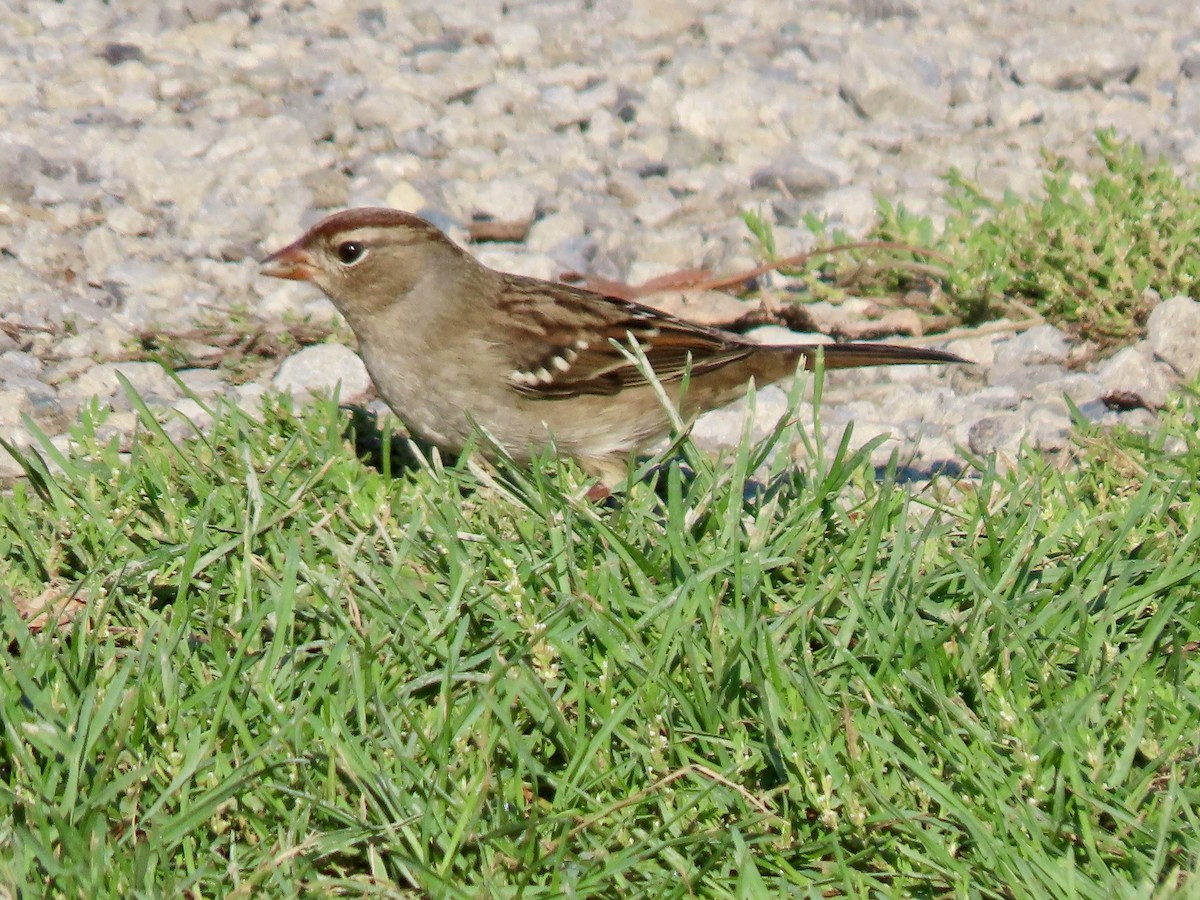 White-crowned Sparrow - ML642602642