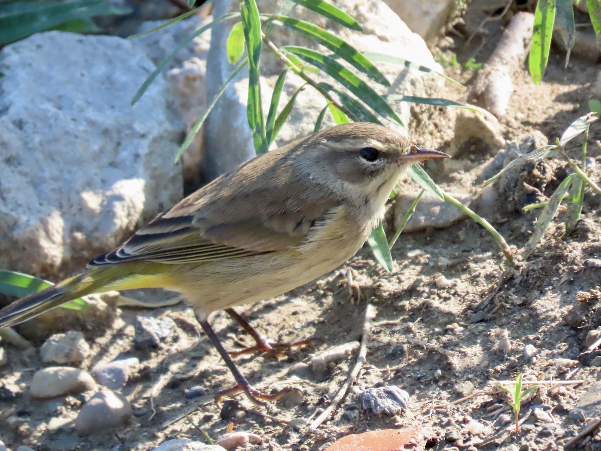 Palm Warbler - ML642602662