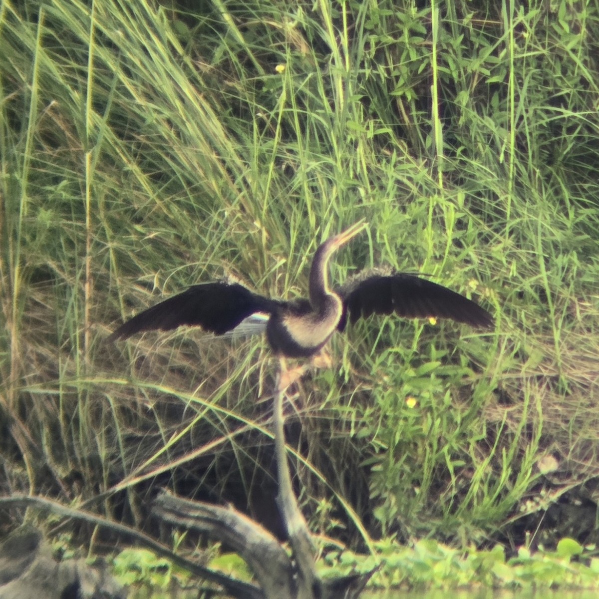 Anhinga - ML642602668