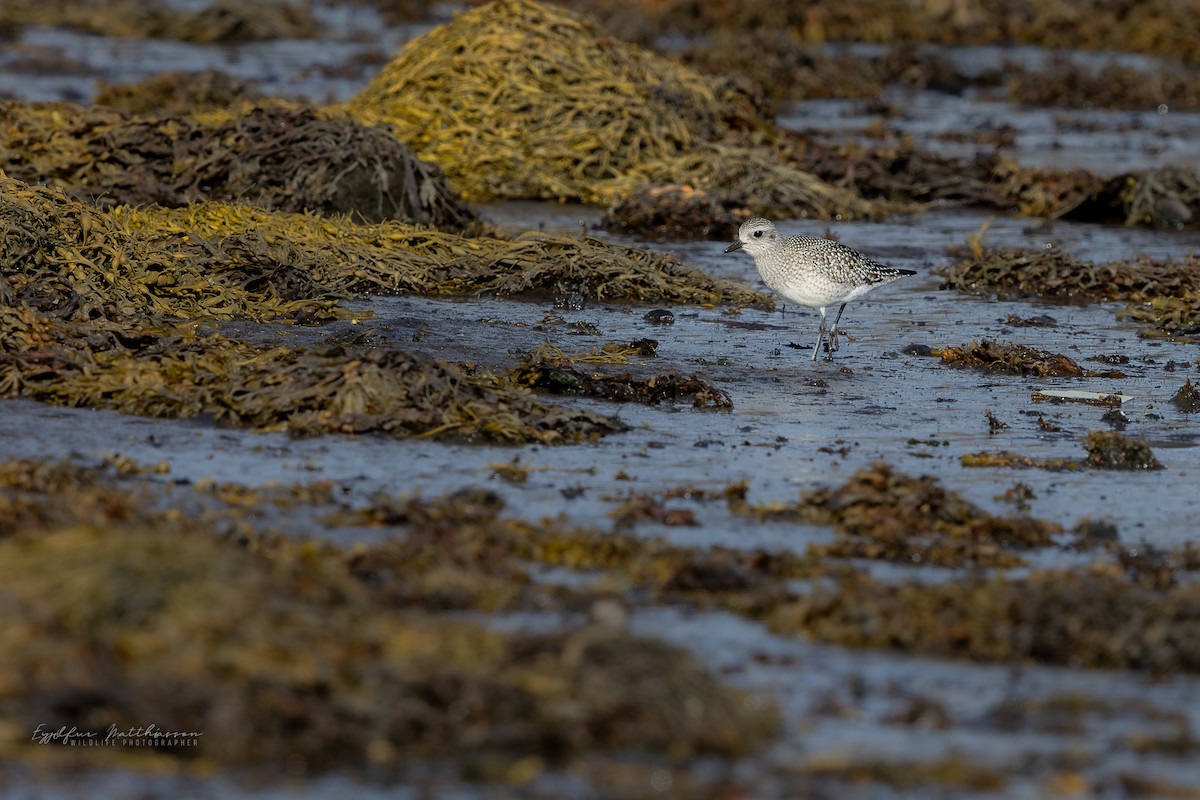 Black-bellied Plover - ML642602689