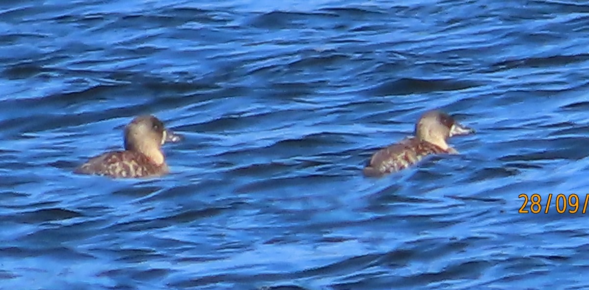 White-backed Duck - ML642602698