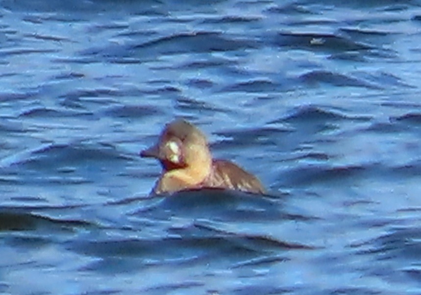 White-backed Duck - ML642602699