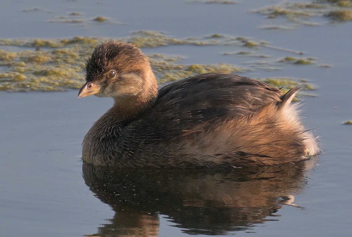 Pied-billed Grebe - ML642602720