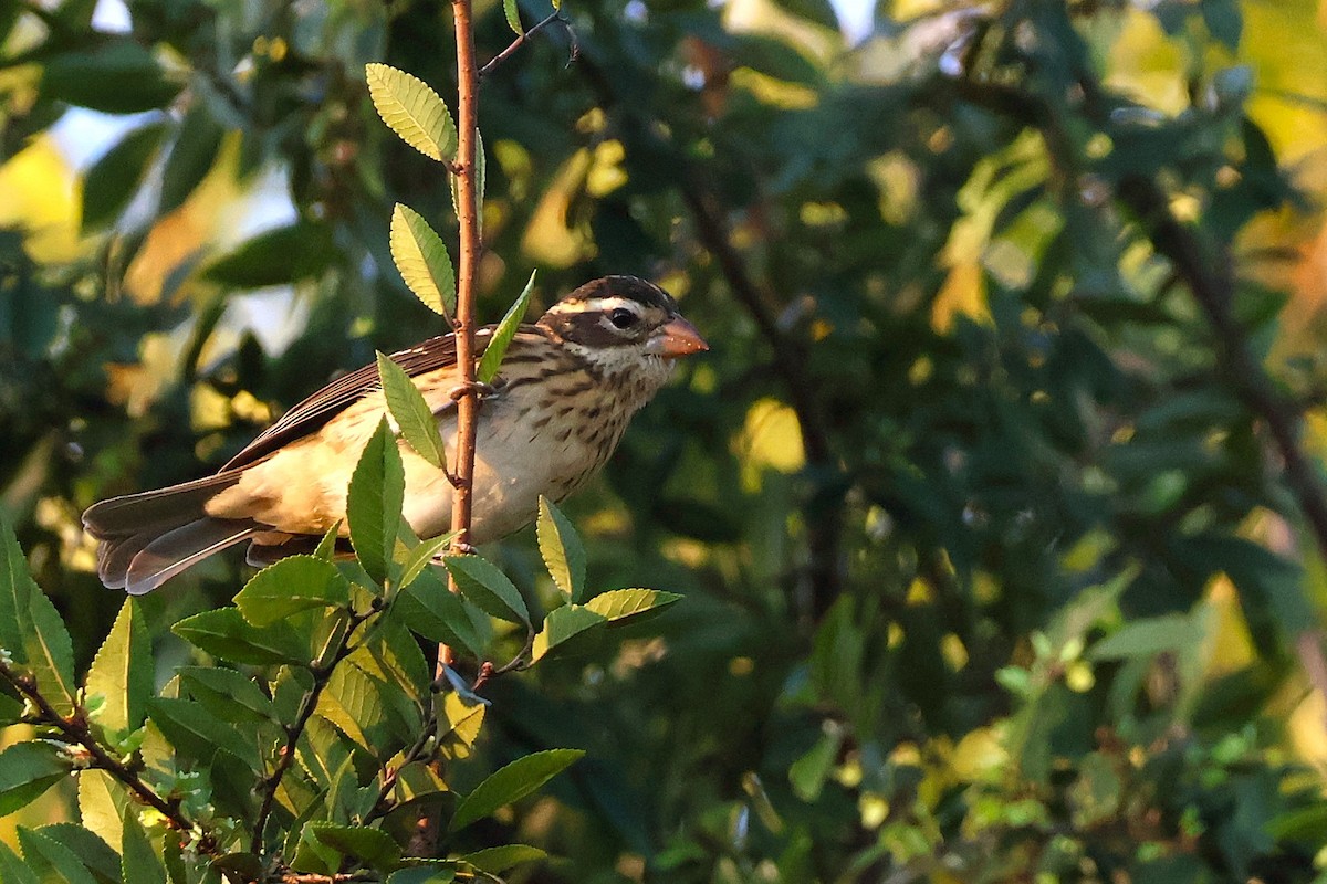 Rose-breasted Grosbeak - ML642602721