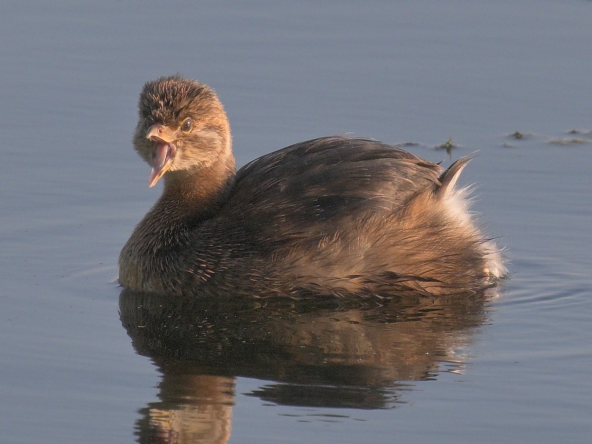 Pied-billed Grebe - ML642602736