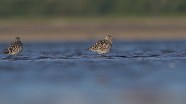 Black-bellied Plover - ML642602738