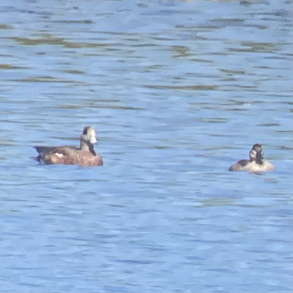 American Wigeon - ML642602743