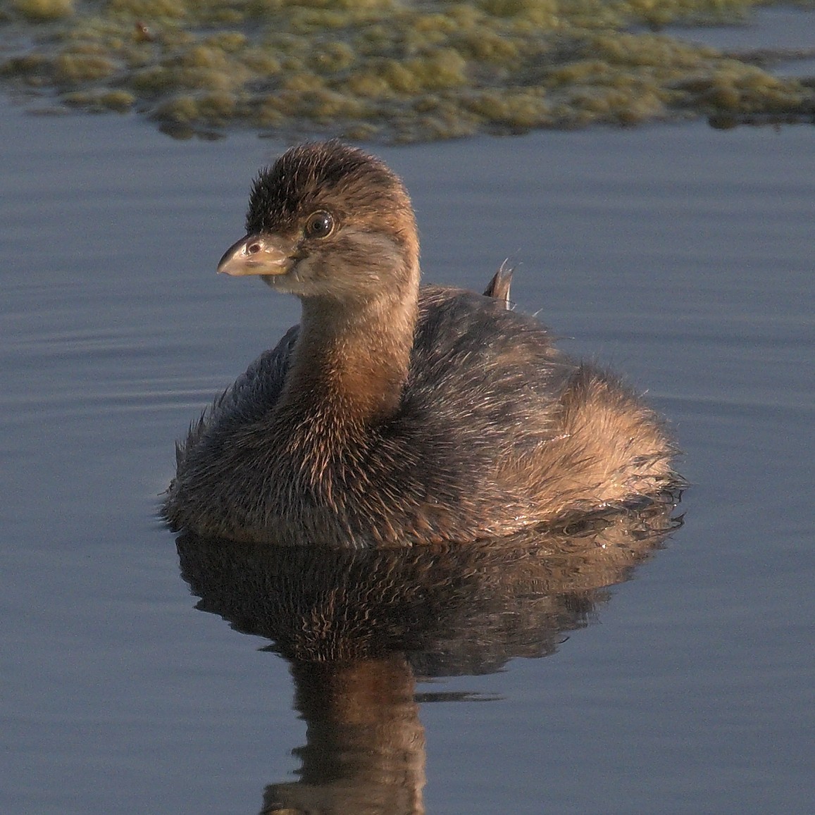 Pied-billed Grebe - ML642602744