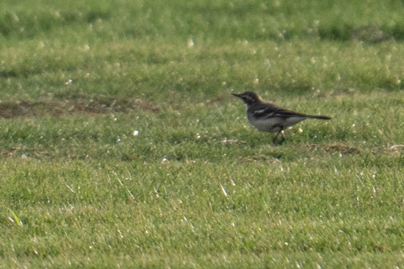 Citrine Wagtail - ML642602753
