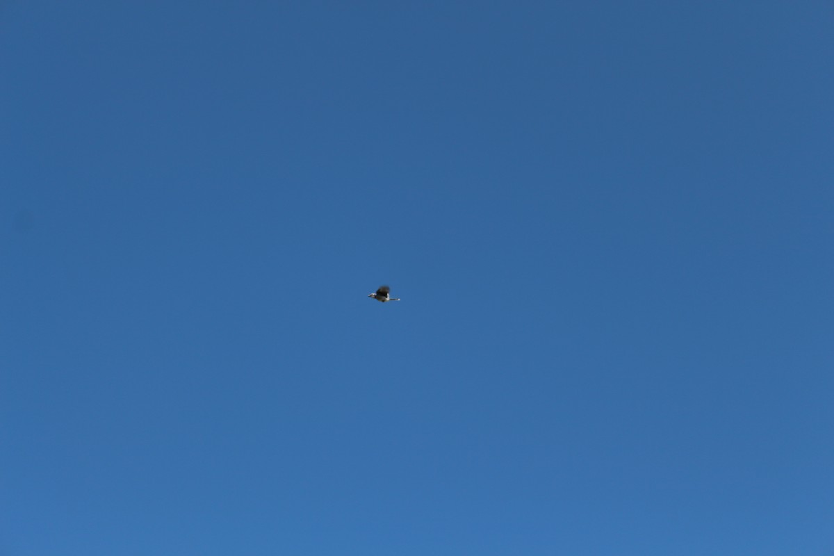 Blue Jay - ML642602757