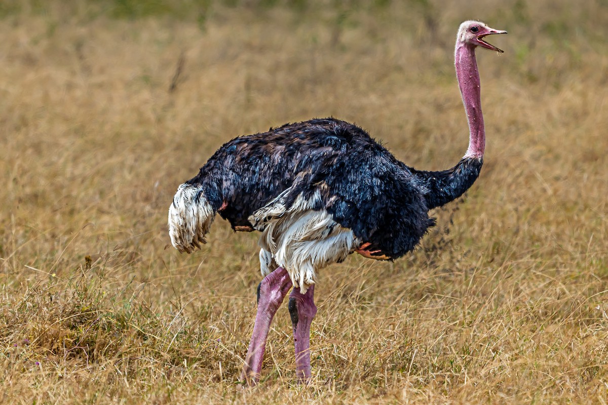 Common Ostrich - ML642602765