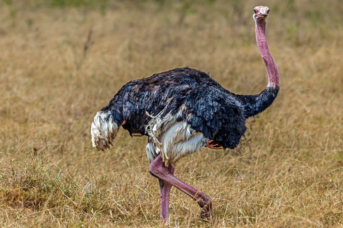 Common Ostrich - ML642602766