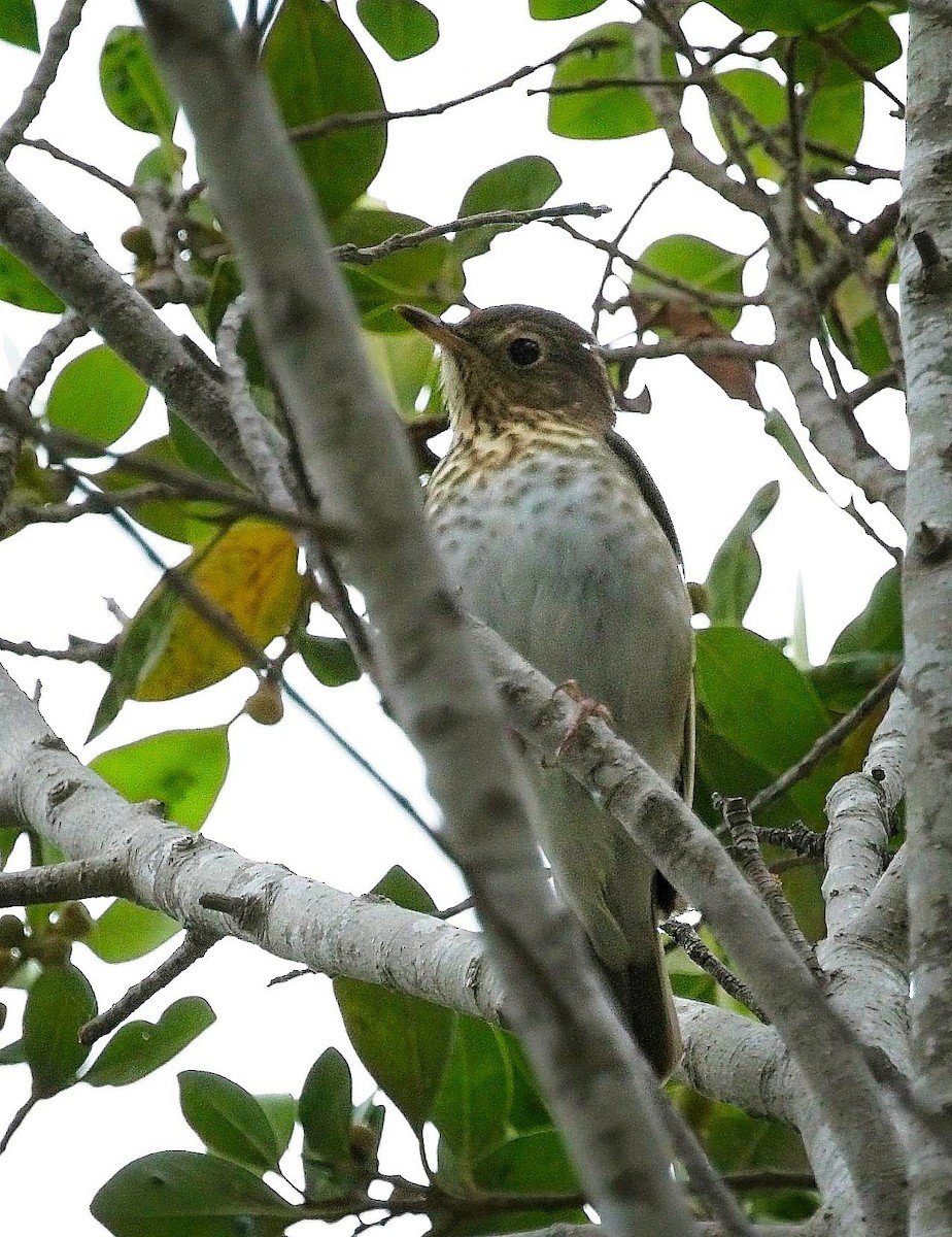 Swainson's Thrush - ML642602776