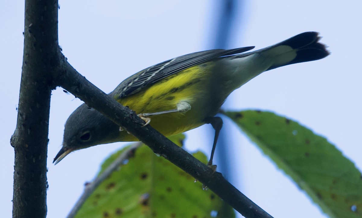 Magnolia Warbler - Douglas Baird