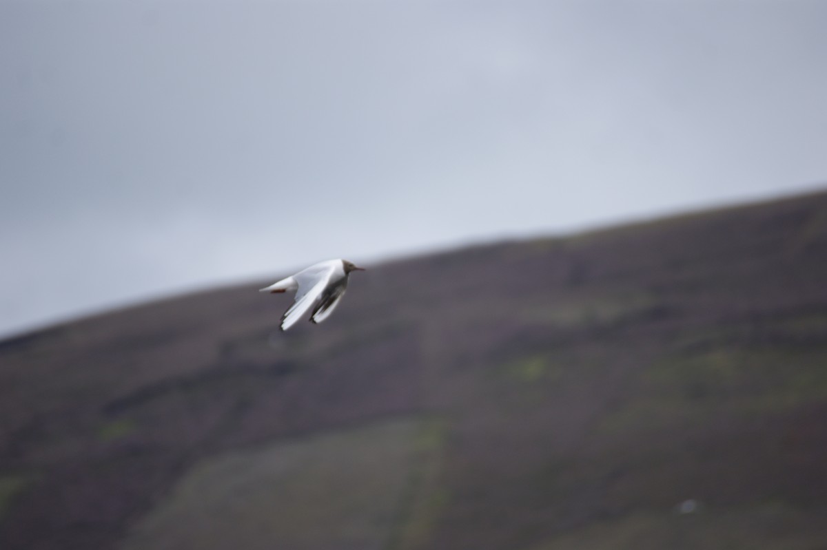 Antxeta mokogorria - ML642602809