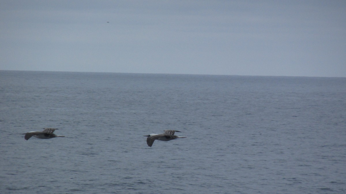 Peruvian Booby - ML642602815