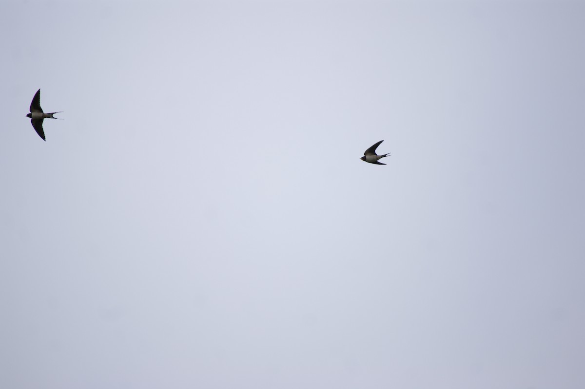 Enara arrunta - ML642602817