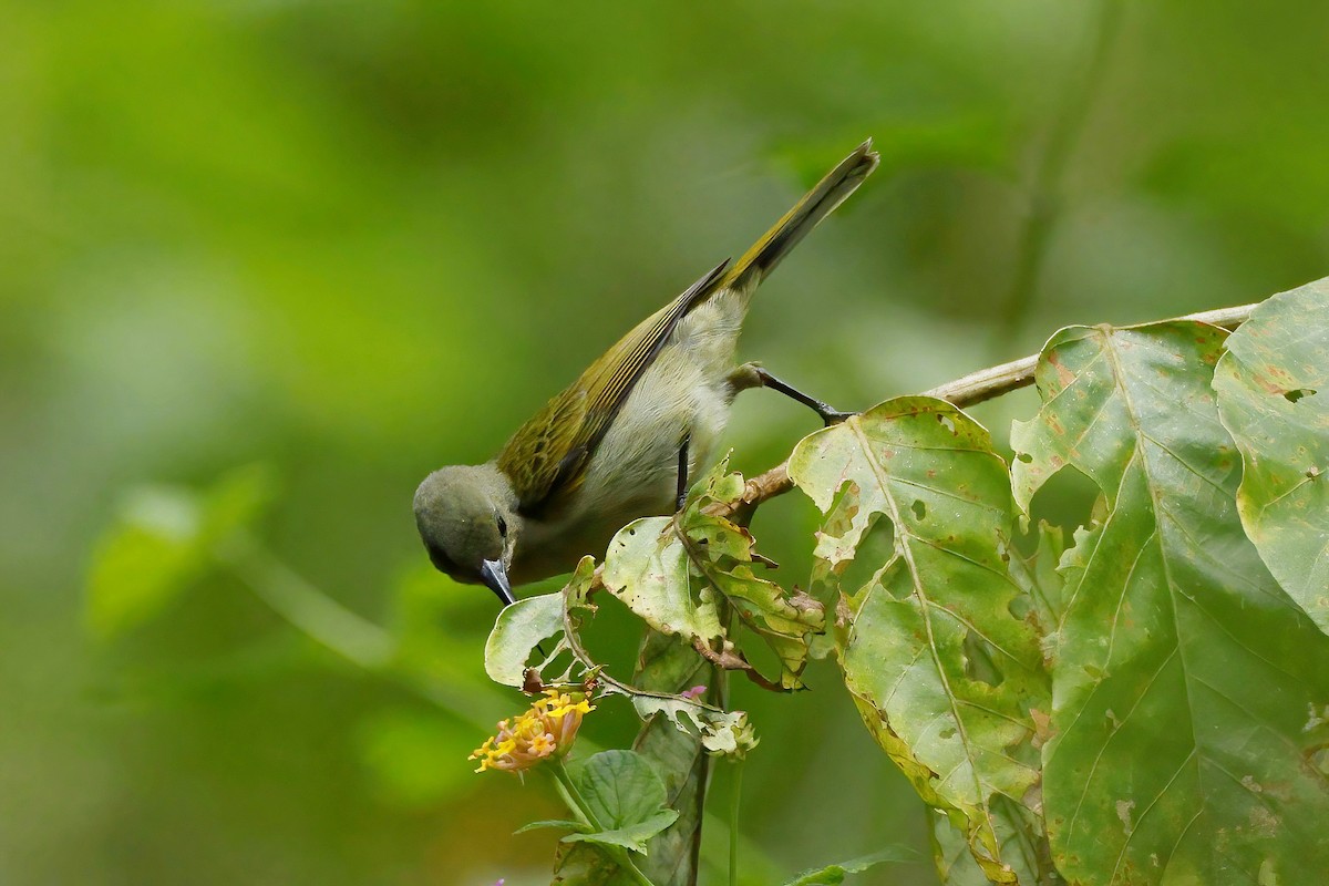Little Greenbul - ML642602822