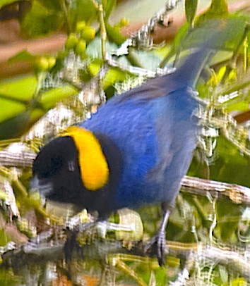 Yellow-scarfed Tanager - ML642602830