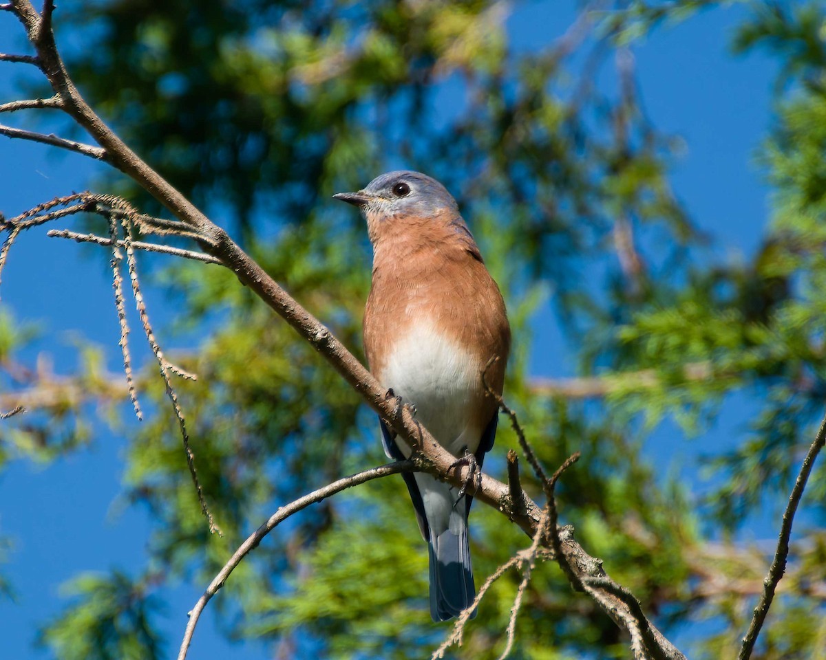 Eastern Bluebird - ML642602853