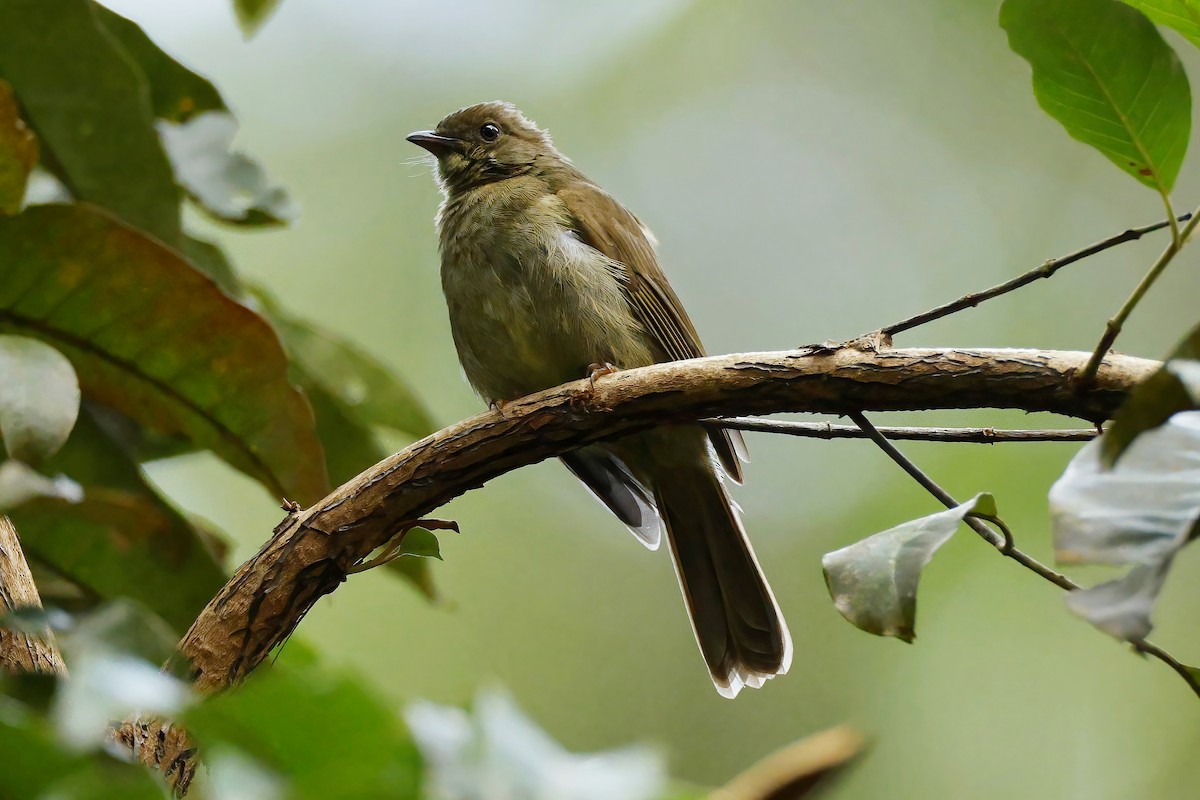 Little Greenbul - ML642602858