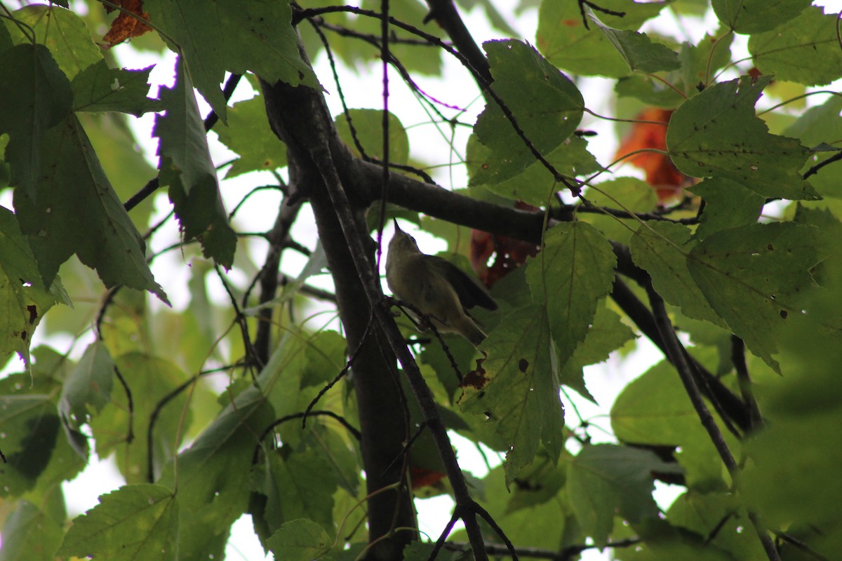 Ruby-crowned Kinglet - ML642602863