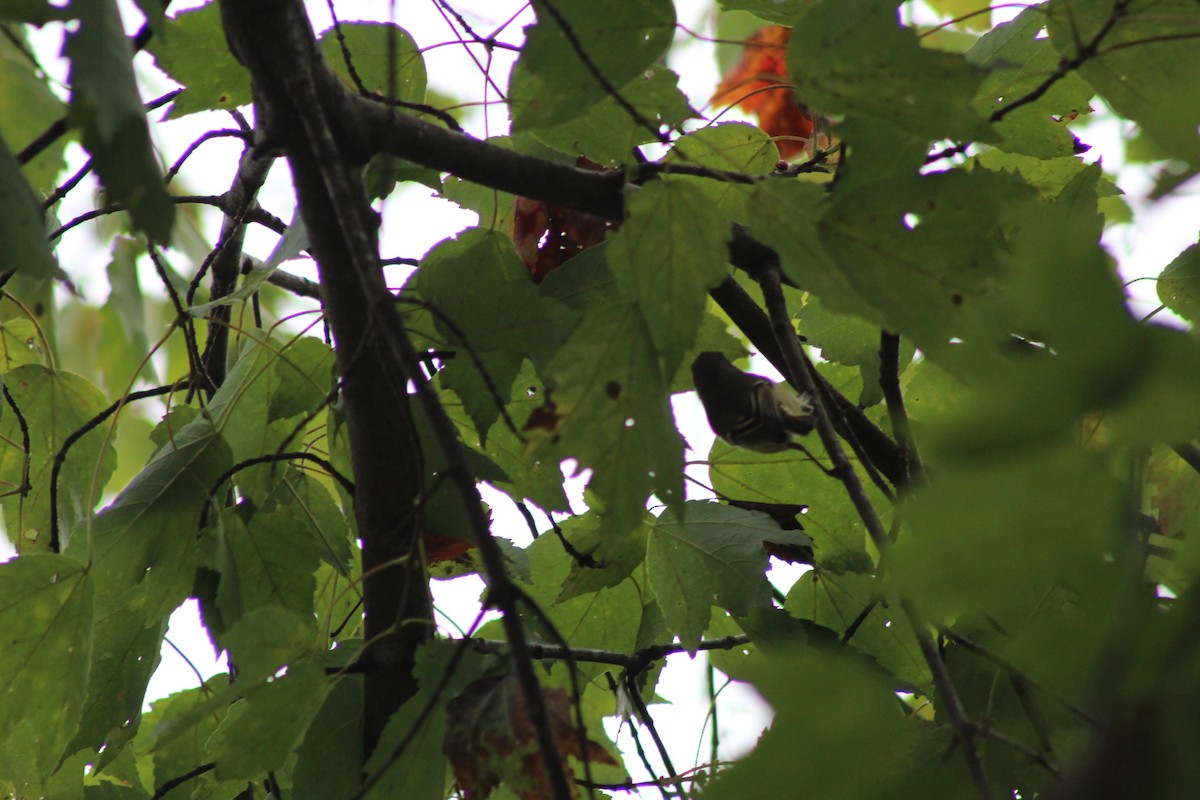 Ruby-crowned Kinglet - ML642602864
