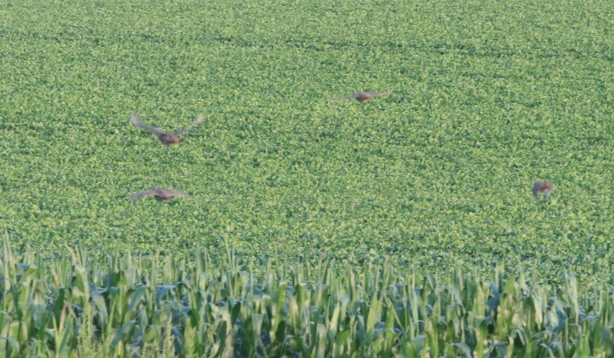 Gray Partridge - ML642602869