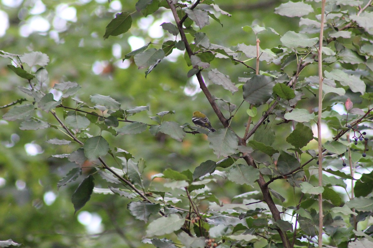 Black-throated Green Warbler - ML642602873