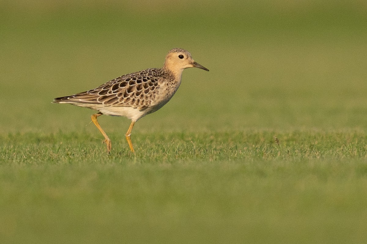 Buff-breasted Sandpiper - ML642602880