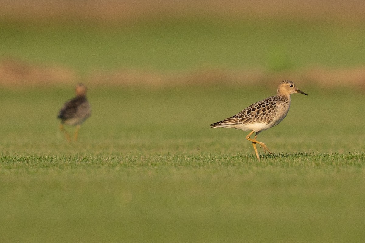 Buff-breasted Sandpiper - ML642602881