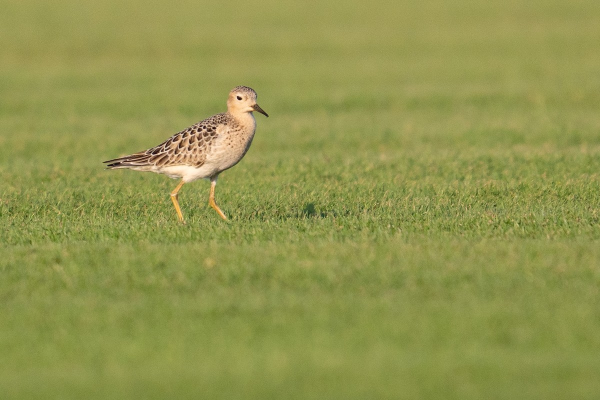 Buff-breasted Sandpiper - ML642602882