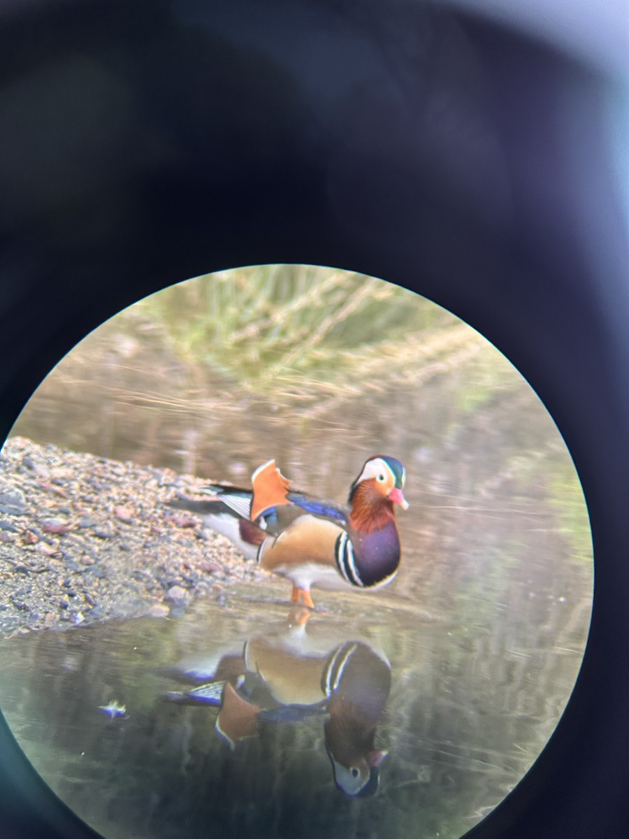 Mandarin Duck - ML642602902