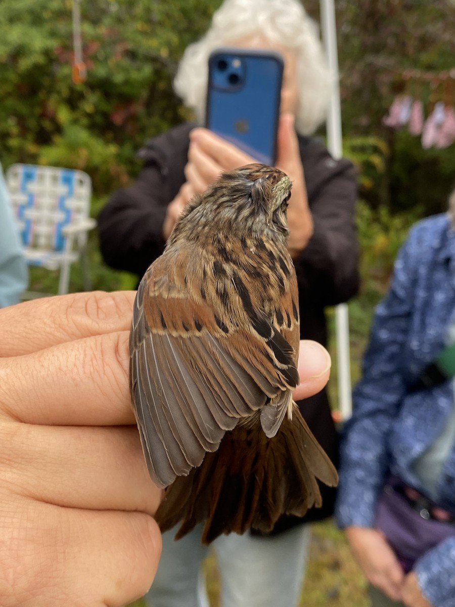 Swamp Sparrow - ML642602904