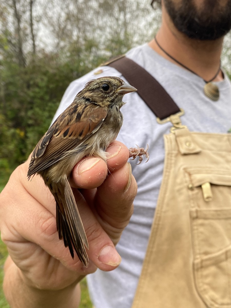 Swamp Sparrow - ML642602905