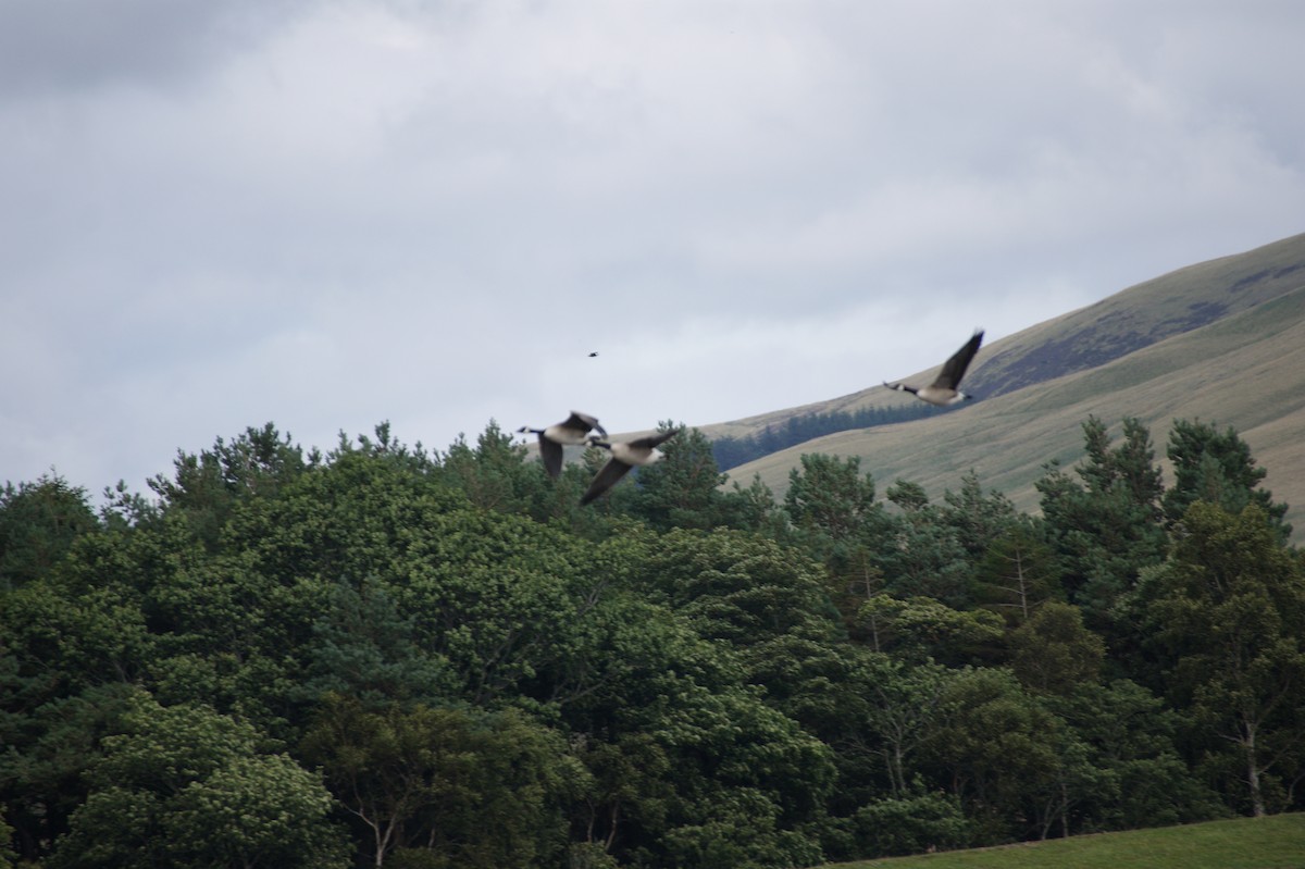 Branta kanadar handia - ML642602910