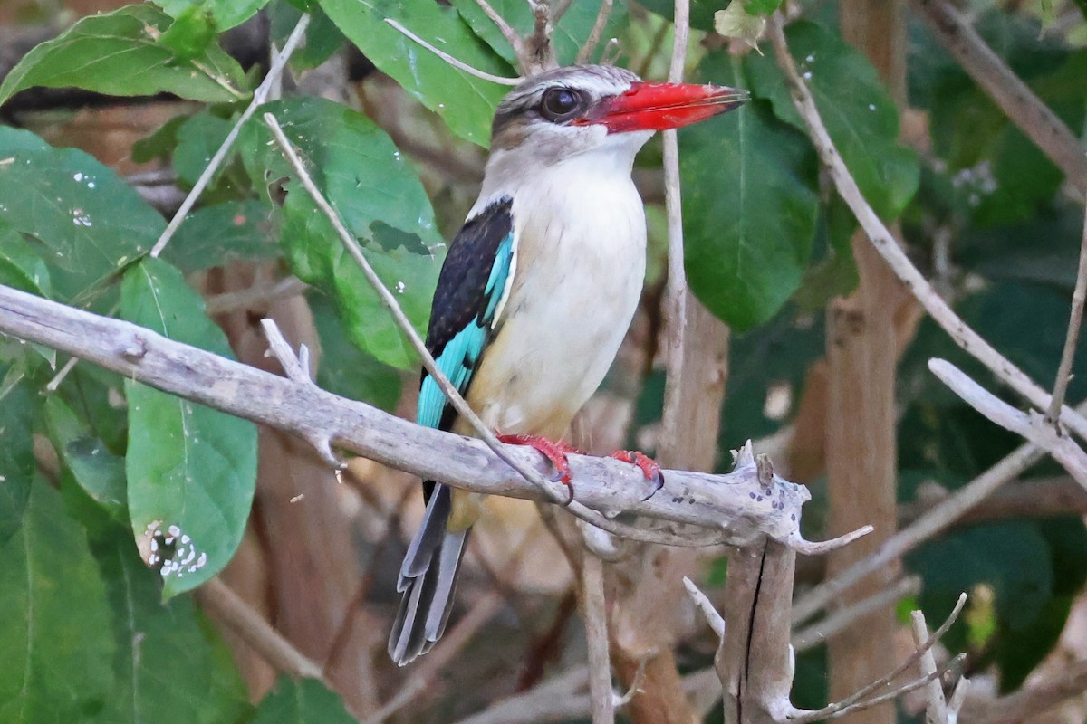 Brown-hooded Kingfisher - ML642602916
