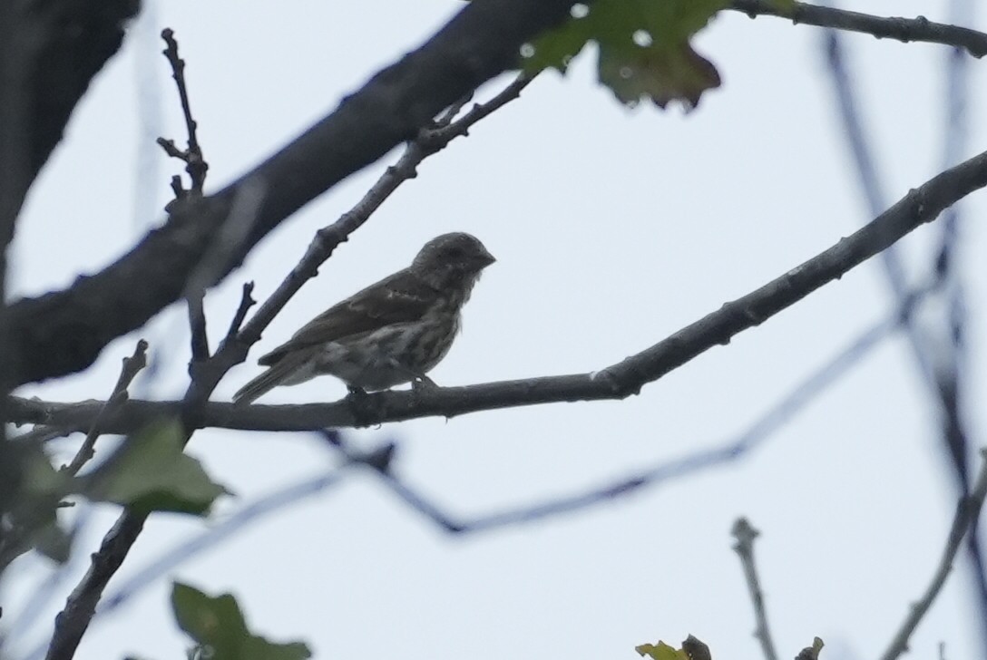 Purple Finch - ML642602917
