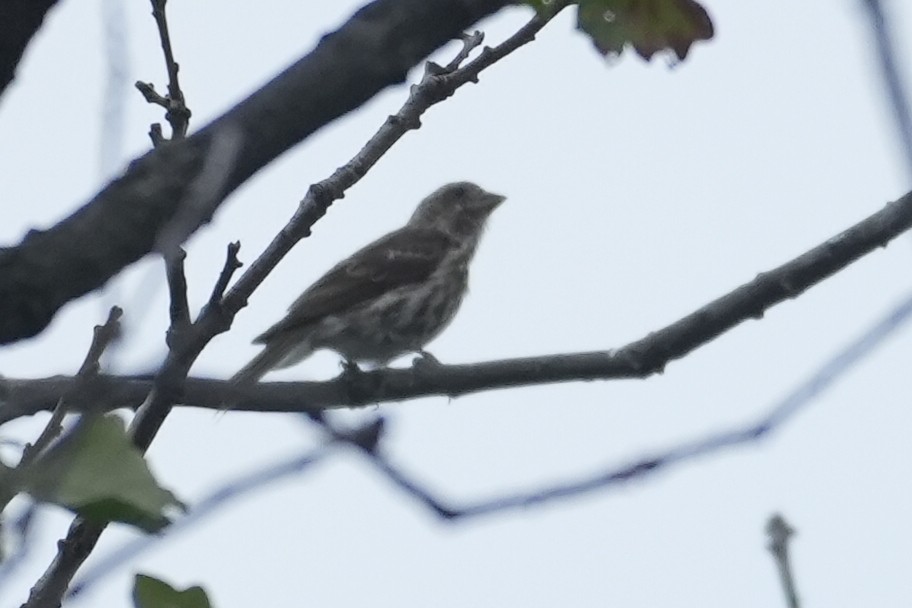 Purple Finch - ML642602918