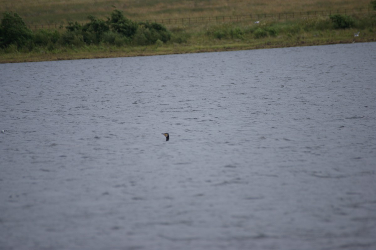 Ubarroi handia - ML642602919