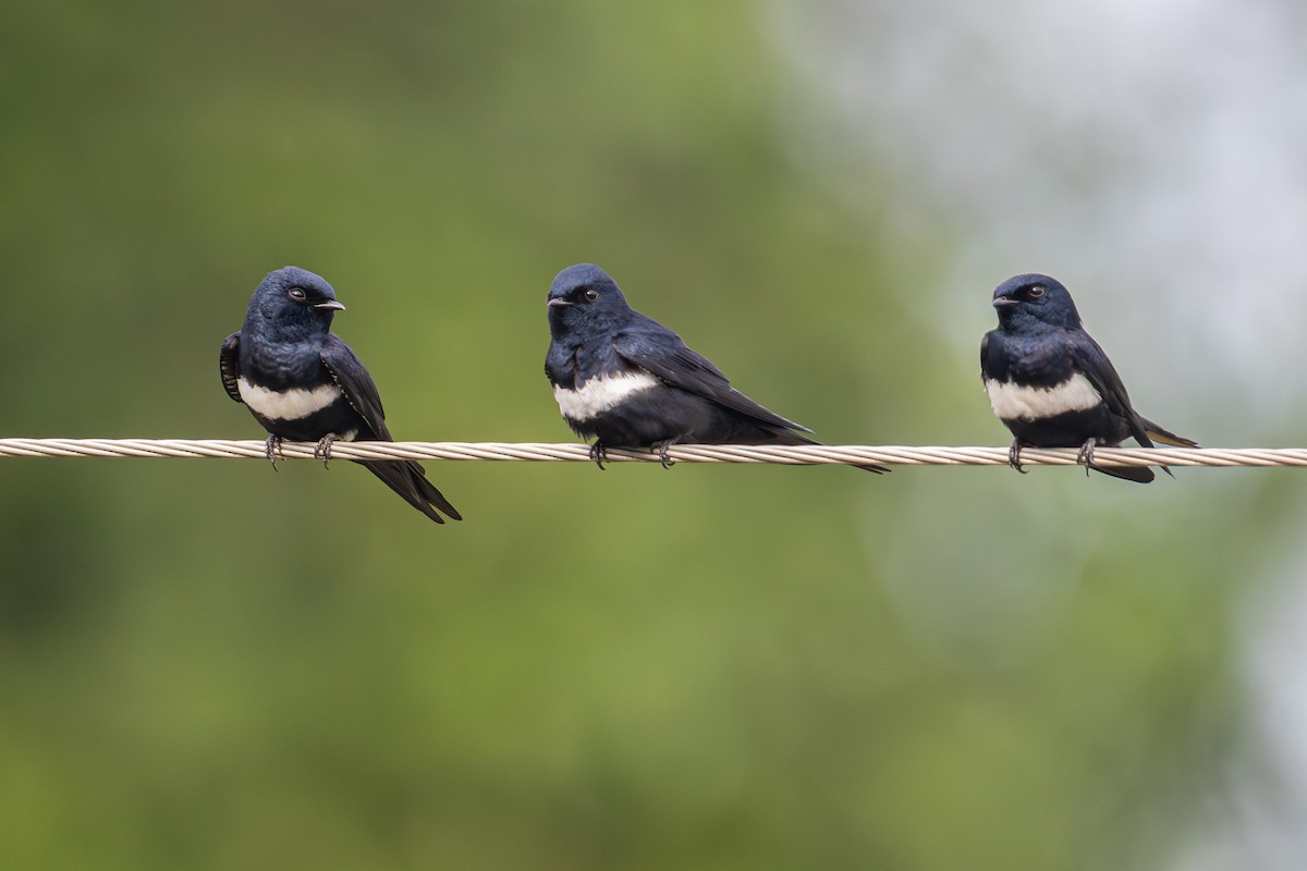 White-banded Swallow - ML642602930