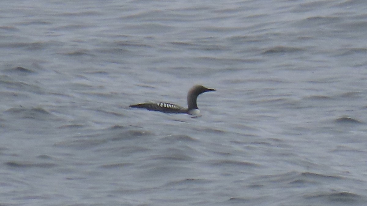 Pacific Loon - ML642602947