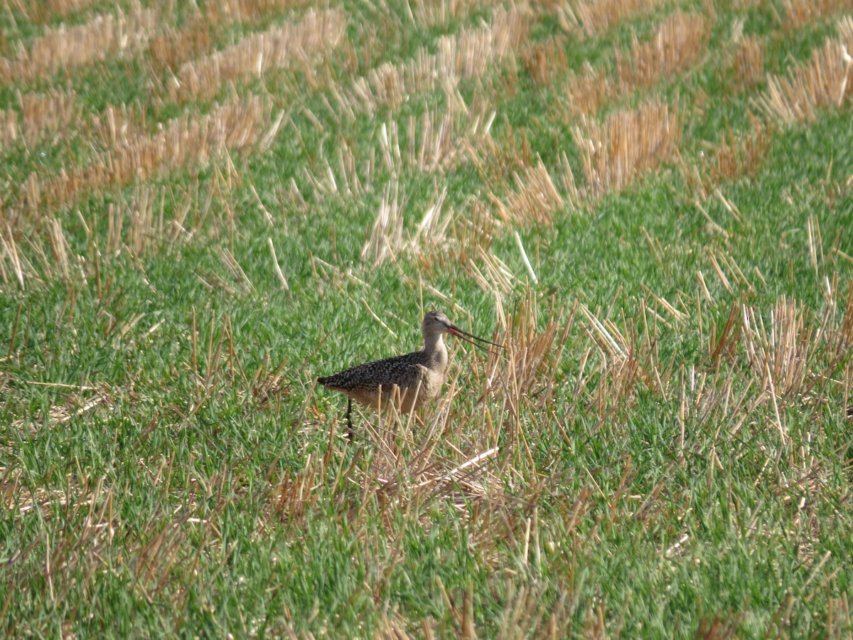 Marbled Godwit - ML642602954