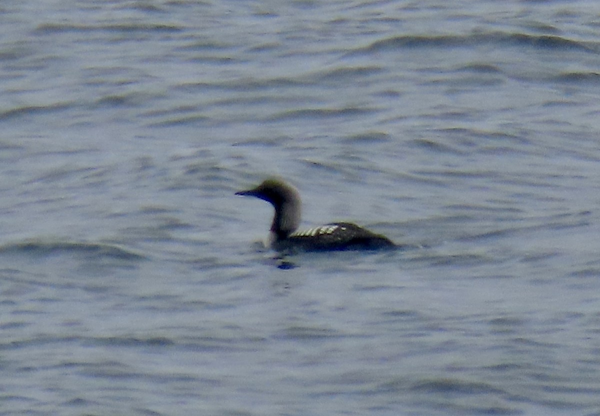 Pacific Loon - ML642602963