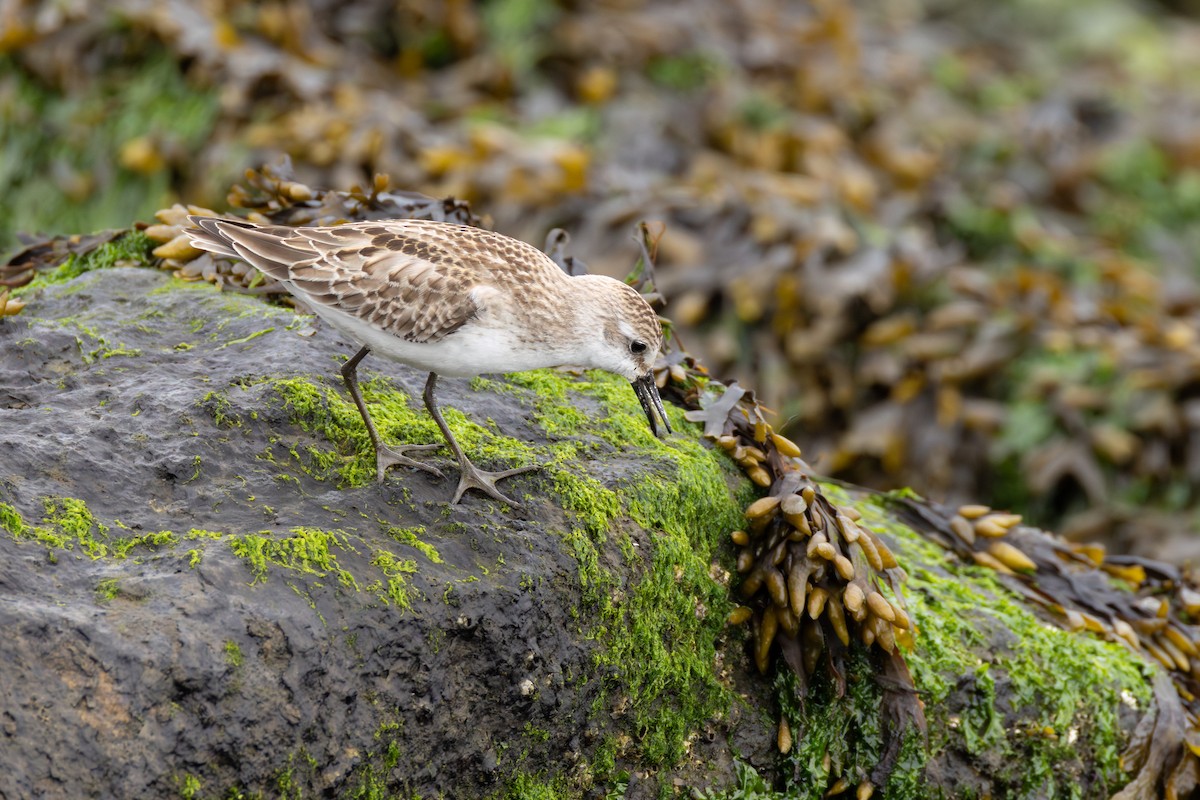 Semipalmated Sandpiper - ML642602964