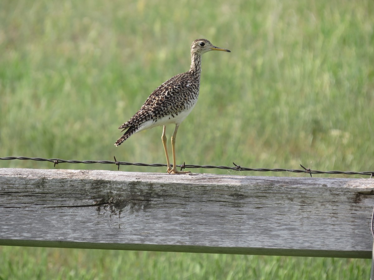 Upland Sandpiper - ML642602993