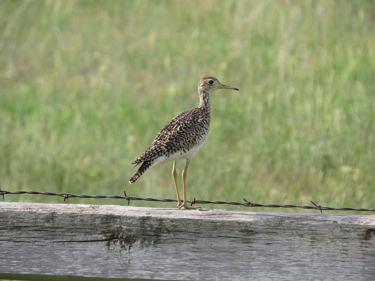 Upland Sandpiper - ML642602994