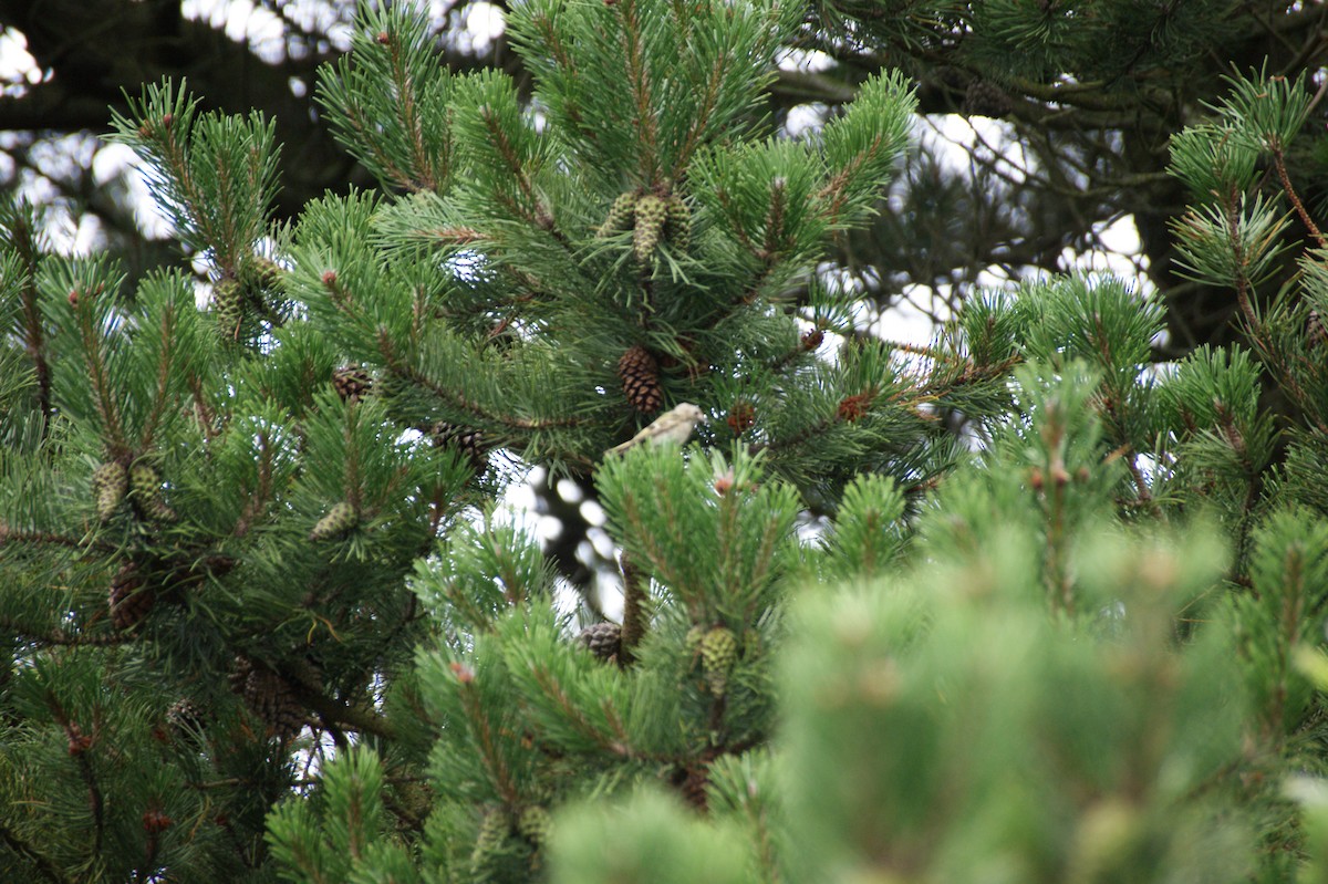 Mendi-erregetxoa - ML642603012