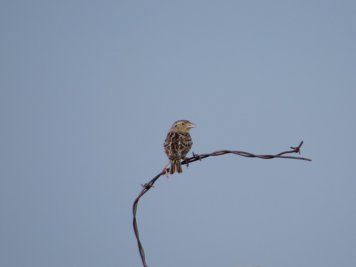 Grasshopper Sparrow - ML642603024