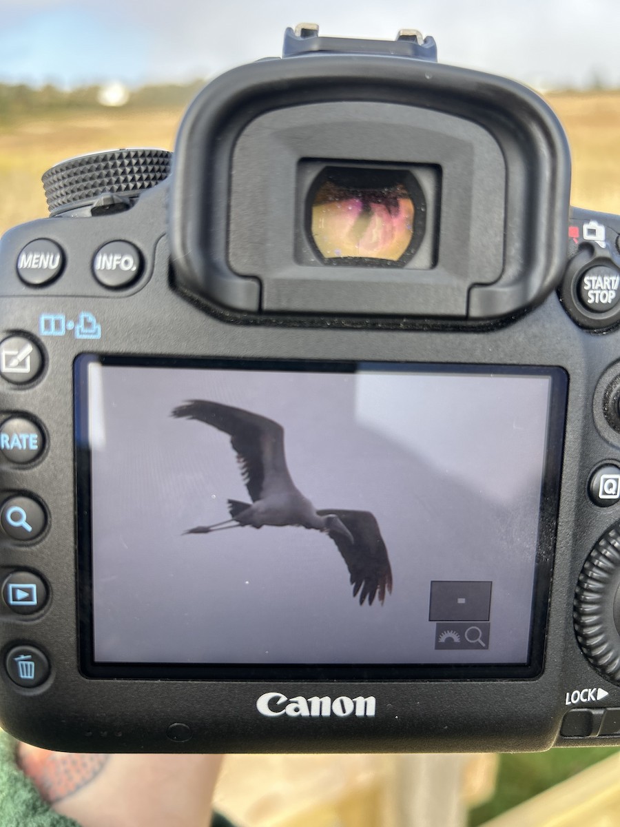 Wood Stork - ML642603035